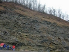 Algal mounds, ooid shoals, micrite ribbons, and shale at the base of the section in the roadcut along US Rt. 58 east of St Paul, Virginia. The outcrop exhibits an overall transgressive to regressive cycle (deepening & shoaling upward) in the Cambrian, Nolichucky Formation