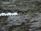 CambrianUpOoids58
