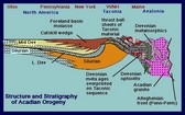 Cross section the captures the structure and stratigraphy of Acadian Orogeny of the Silurian and Devonian through Cenozoic of the Allegheny Mountains (courtesy of Lynn S. Fichter).