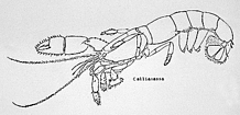Callianasa Burrowing Shrimp