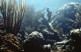 Patch Andros Reef Tract