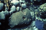 Monastria over Diploria Andros Patch Reef