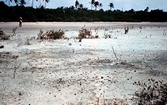 Belize Barrier Reef after Jim Ebanks