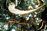 Molluscan