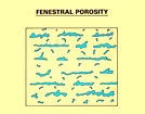 Fenestral Porosity
