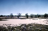 Marsh Norman River Carpentaria
