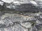 Exposures of rippled on bedding plane surfaces of the deepwater sediment of the Upper Carboniferous Ross Sandstone close to at Fisherman's Point.