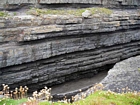The Ross Formation of Loop Head is here expressed as stacked turbidite sheet sands that accumulated as deepwater fan lobes that were dissected by sparse shallowly incised channels. As Elliot (2000) records these are the thicker bedded, high net-to-gross, sheet turbidites of the lower part of the Ross Sandstone Formation turbidite system. The height of these cliffs is between 45-50 m. Note the shaley partings that may compartmentalize these sands and seperate them in terms of their reservoir quality from those above. Channeling may enhance vertical reservoir continuity between the stacked sheets.  