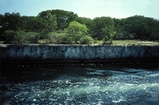 Diplora Canal Pleistocene Florida Keys