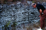 Miami Oolite Pleistocene Florida (Cecil Ricks for scale). Note the vertical borrows cutting through the oolitic cross beds producing the downward pointing chevrons. These are the product of the anemone moving up through the sediment and pushing it down around their cylindrical bodies. Go to the link with the photograph from Joulters Keys in the Bahamas to see what these creatures look like