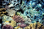 Cervicornis Reef Crest