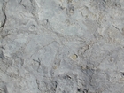 Hook Head Co Wexford Lower Carboniferous slope Lst Thallasinoides Cruziana Ichnofacies