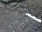 North Lumsdin's Bay Hook Head Thallasinoides burrows in a Cruziana-Ichnofacies in the Carboniferous Porter's Gate Formation