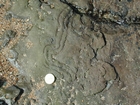 Olivellites in Cruziana-Ichnofacies in the Lower Carboniferous Porter's Gate Formation of South Lumsdin's Bay on the west coast of Hook Head