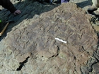 Thallasinoides Cruziana-Ichnofacies in the Lower Carboniferous Porter's Gate Formation in South Lumsdin's Bay on west coast of Hook Head