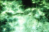 Sea Snake Hamlin Pool Shark Bay W Australia