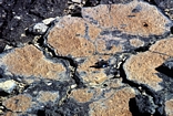 Juvenile Tepees within Upper Tidal Flat Capillary crusts on margin of Depuch Inlet south off Freycinet Basin, Shark Bay, Western Australia
