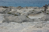 Pleistocene reef, beach, and dunes. Photo taken by Ned Frost