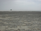 Qanatir Dry algal mats, lone mangrove