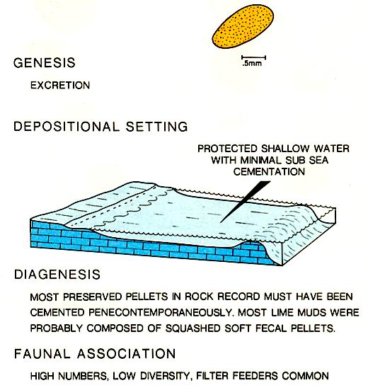Characteristics of fecal pellets