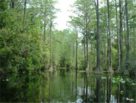 Western Okefenokee Swamp